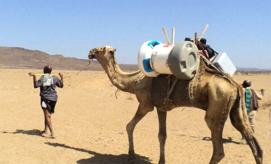 Arktek cooling device atop a camel