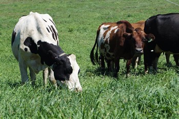 WCROC dairy herd